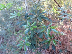 Pittosporaceae