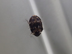 Anthrenus fuscus