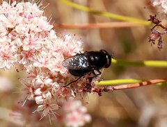 Copestylum comstocki
