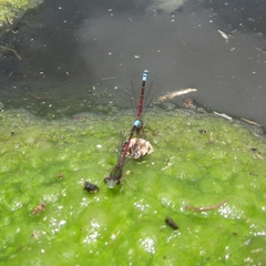 Oxyallagma dissidens