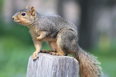 Sciurus niger
