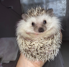 Atelerix