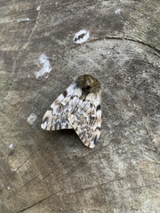 Ormiscodes nigrosignata