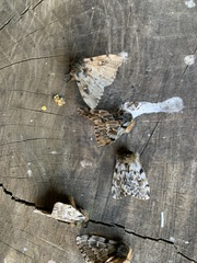 Ormiscodes nigrosignata