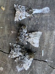 Ormiscodes nigrosignata