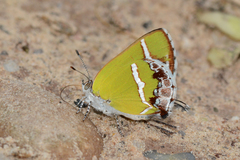 Chlorostrymon simaethis simaethis