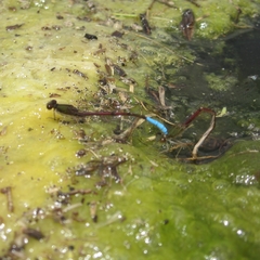 Oxyallagma dissidens