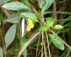 Oressinoma typhla typhla