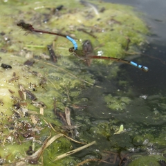 Oxyallagma dissidens