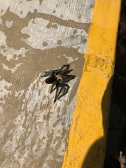 Brachypelma albiceps