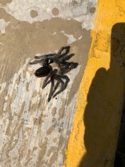 Brachypelma albiceps