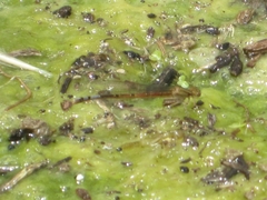 Oxyallagma dissidens