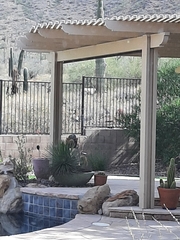 Odocoileus hemionus eremicus