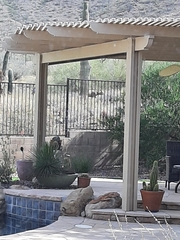 Odocoileus hemionus eremicus