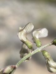 Astragalus pinonis