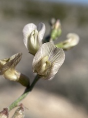 Astragalus pinonis