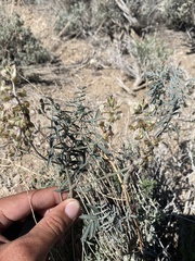 Astragalus pinonis