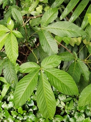 Vitex pinnata