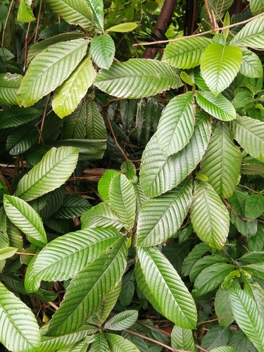 Tetracera scandens observed 2021-05-05
