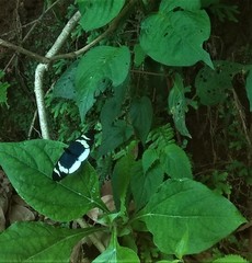 Heliconius eleuchia eleuchia