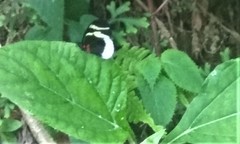 Heliconius eleuchia eleuchia