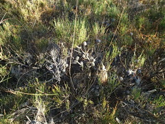 Allocasuarina misera