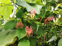 Gloriosa superba