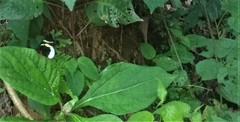 Heliconius eleuchia eleuchia