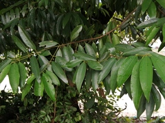 Cinnamomum iners