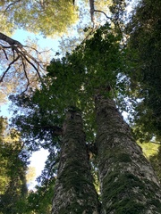 Laurelia sempervirens