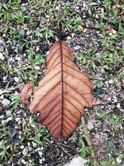 Artocarpus elasticus