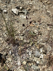 Streptanthus glandulosus niger