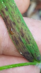 Dichanthelium lanuginosum