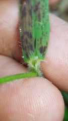 Dichanthelium lanuginosum