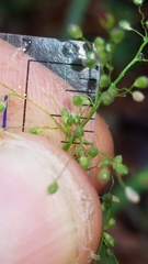 Dichanthelium lanuginosum