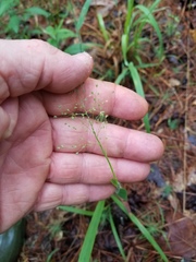 Dichanthelium lanuginosum