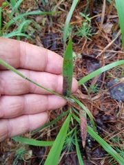 Dichanthelium lanuginosum