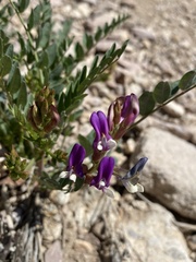 Astragalus oophorus