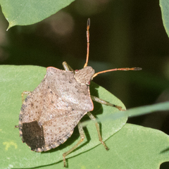 Euschistus conspersus