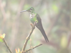 Heliodoxa imperatrix