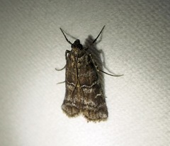 Ortholepis pasadamia