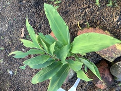 Curcuma zanthorrhiza