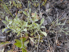Hesperevax sparsiflora