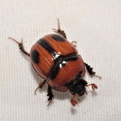 Bolbocerosoma biplagiatum