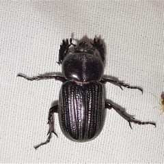 Phileurus