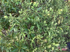 Strobilanthes crispus