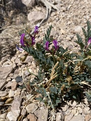 Astragalus oophorus