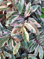 Excoecaria cochinchinensis