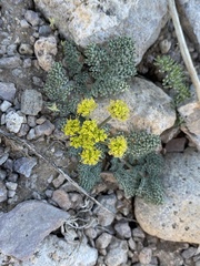Lomatium foeniculaceum