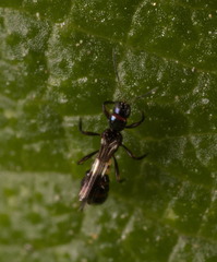 Franklinothrips